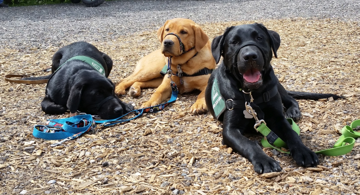 Two Black Labradors and a Golden Labrador weaing green jackets lying down together in a park.