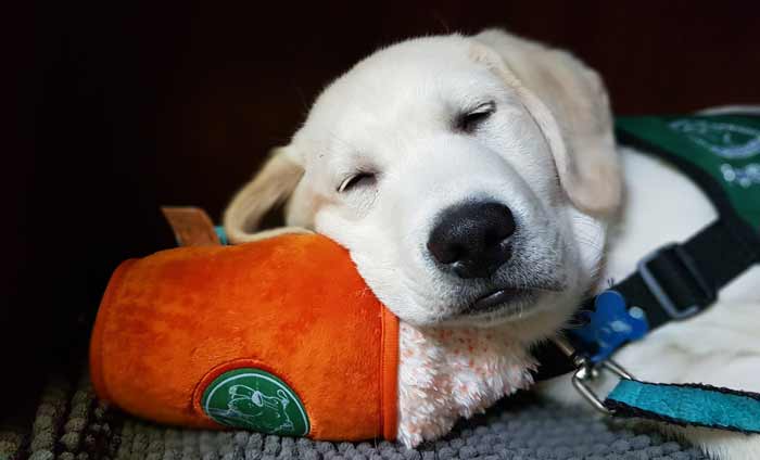 Golden Labrador puppy wearing a green jacket asleep on an orange stuffed plus toy.