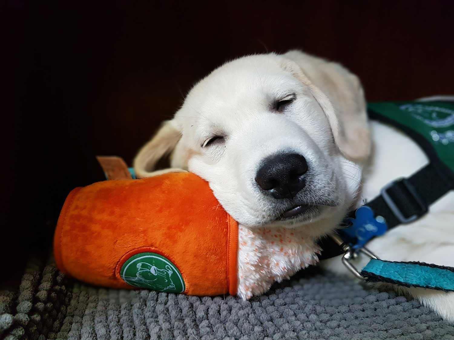 Golden Labrador puppy wearing a green jacket asleep on an orange stuffed plus toy.