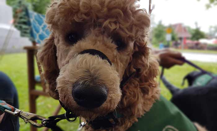 A brown poodle wearing a green jacket sitting on grass looks at the camera.