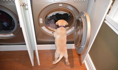 Labrador puppy inspecting an open washing machine.